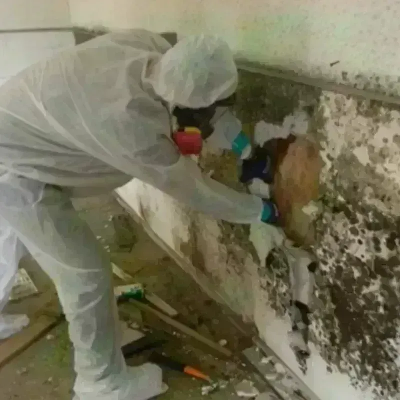 Mold Remediation and Removal in West Norriton, PA